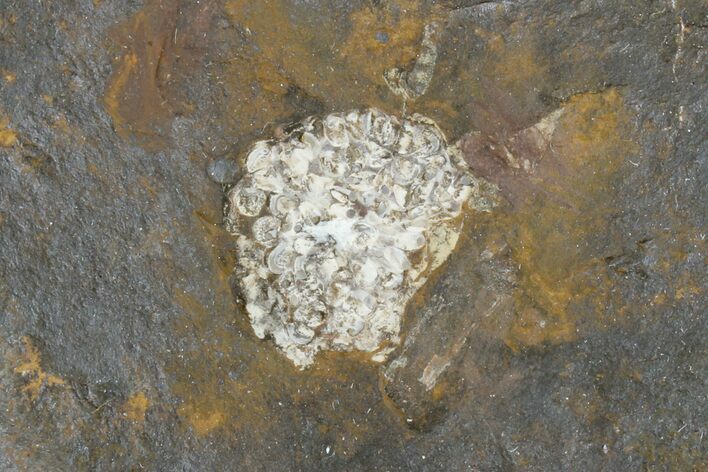 Paleocene Fossil Fruit (Psidium) - North Dakota #165073